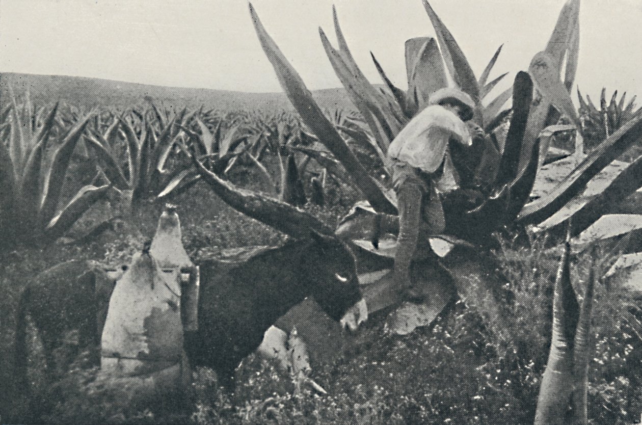 Hunajaveden kerääminen Magueysta, 1916 tekijältä Unbekannt