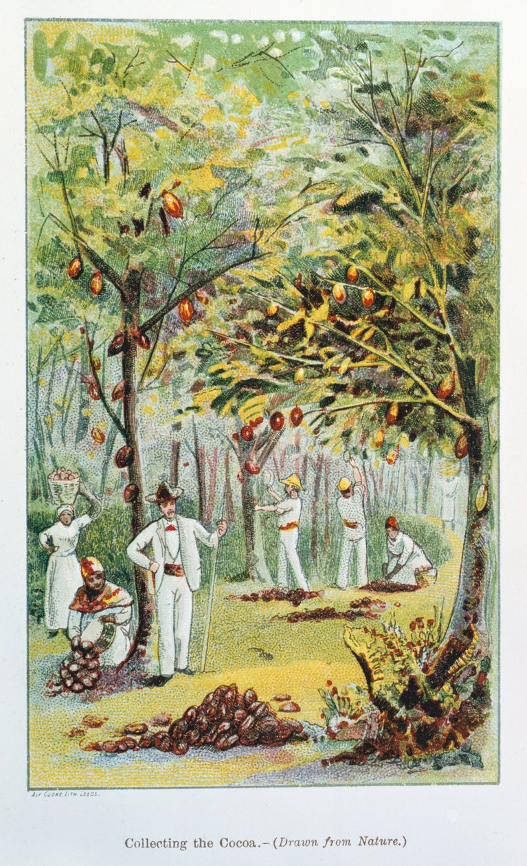 Kaakaon kerääminen, Venezuela, 1892 tekijältä Unbekannt