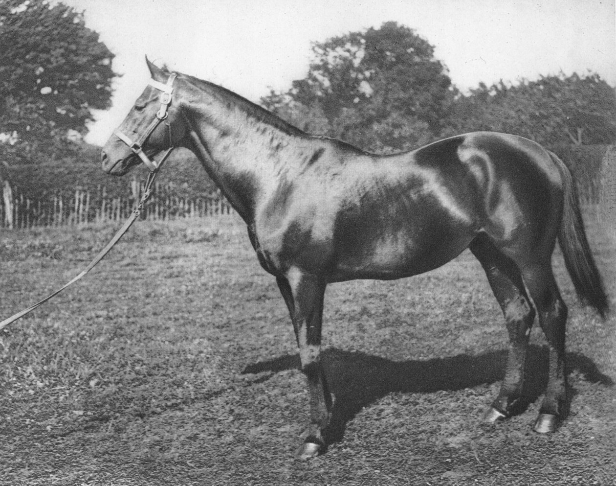 Common, 1800-luku, 1911 tekijältä Unbekannt
