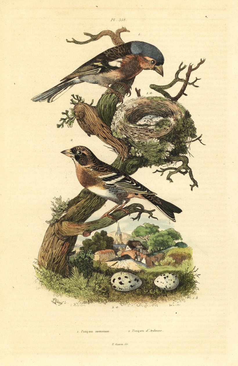 Peippalo, Fringilla coelebs, pesä ja munat ja sipuli, Fringilla montifringilla munien kanssa Pinson commun et pinson d