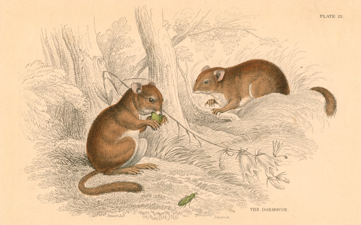 Tavallinen makuuhiiri Muscardinus arvellanarius, talvehtiva jyrsijä, 1828 tekijältä Unbekannt