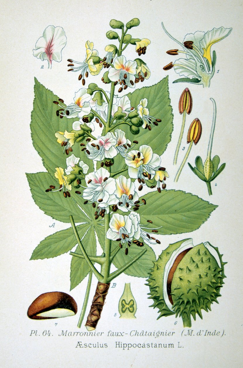 Hevoskastanja, 1893 tekijältä Unbekannt
