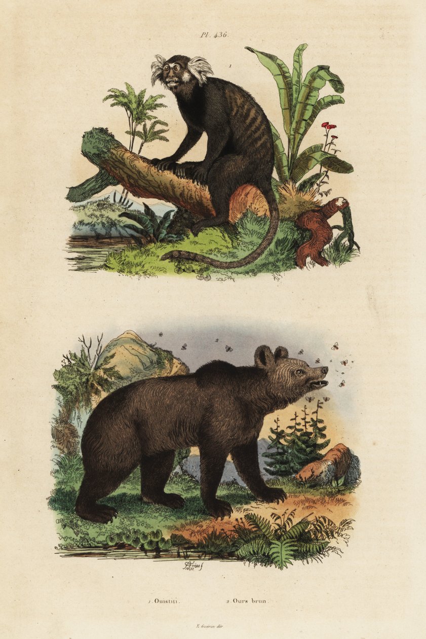 Marmosetti, Callithrix jacchus 1 ja ruskea karhu, Ursus arctos, mehiläisten kanssa 2 tekijältä Unbekannt