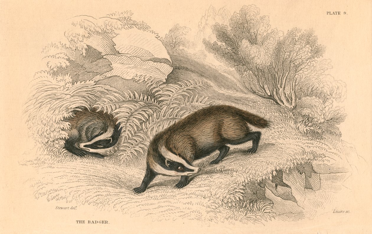 Mäyrä Meles meles, 1828 tekijältä Unbekannt