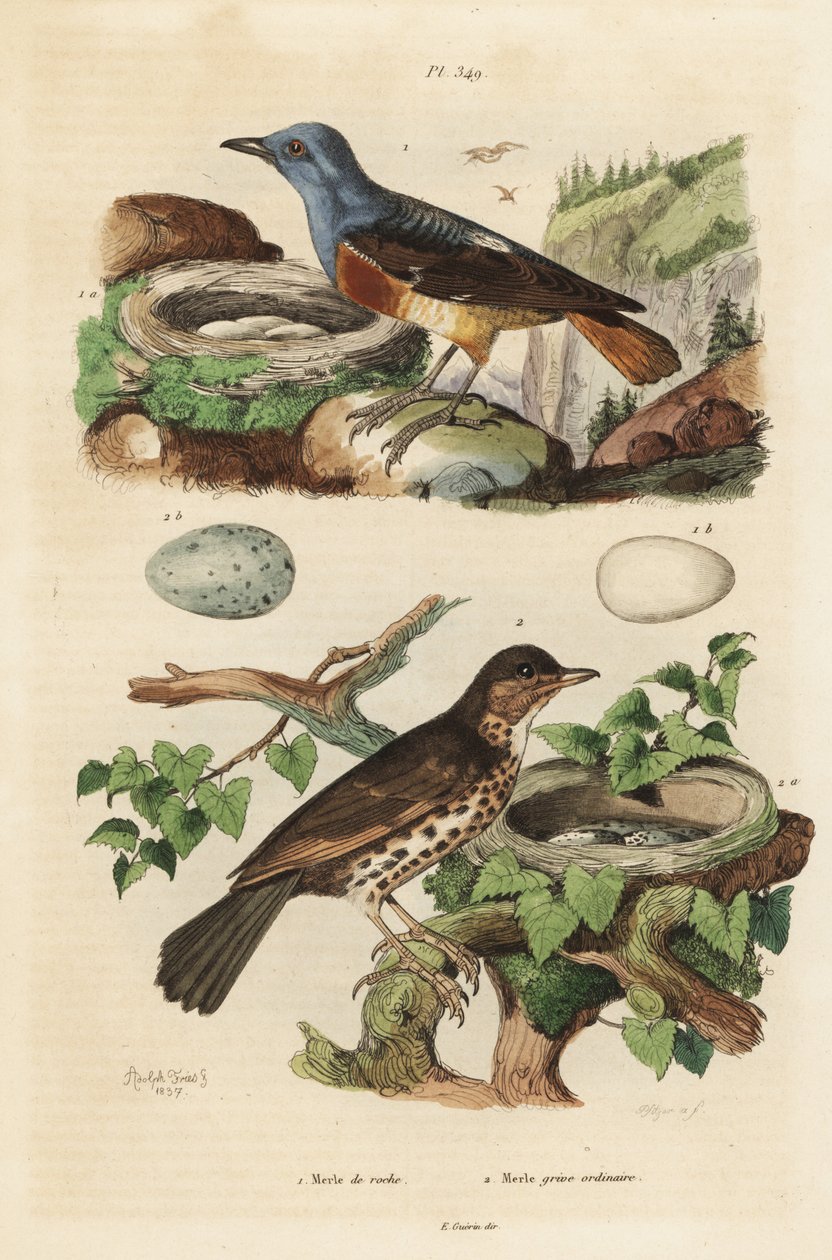 Kivirastasta pesällä ja munilla, Monticola saxatilis ja laulurastas pesällä ja munilla, Turdus philomelos tekijältä Unbekannt