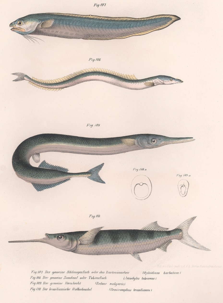 Tavallinen käärmekala. Tavallinen tuulenkala. Tavallinen Hornhecht. Brasilialainen puolinokka, noin 1850-luku tekijältä Unbekannt