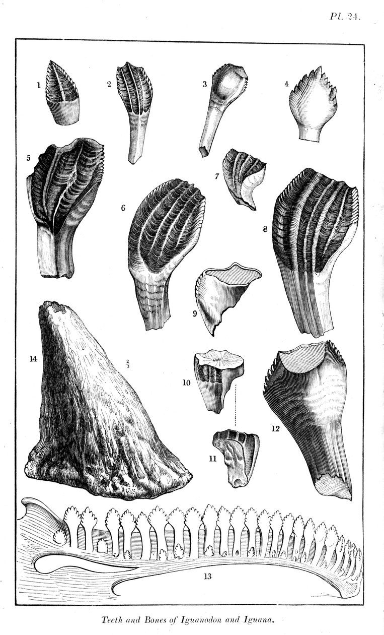 Iguanodonin hampaiden vertailu nykyaikaisen iguaanin hampaisiin, 1836 tekijältä Unbekannt