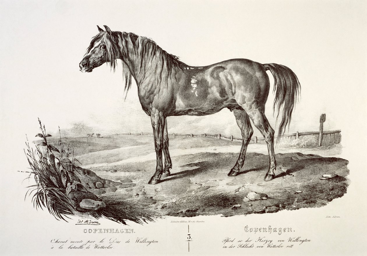Kööpenhamina, Wellingtonin herttuan hevonen, 1800-luku tekijältä Unbekannt