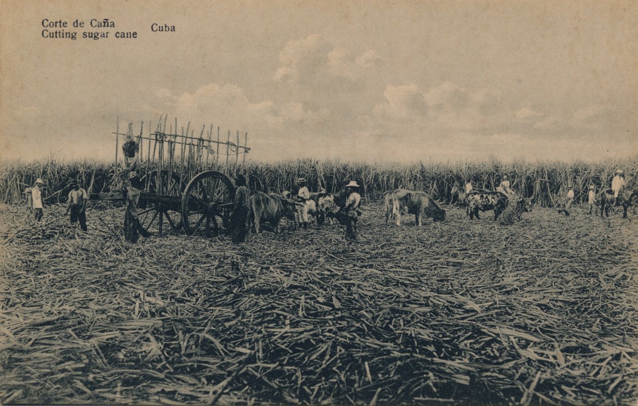 Corte de Cana - Sokeriruo