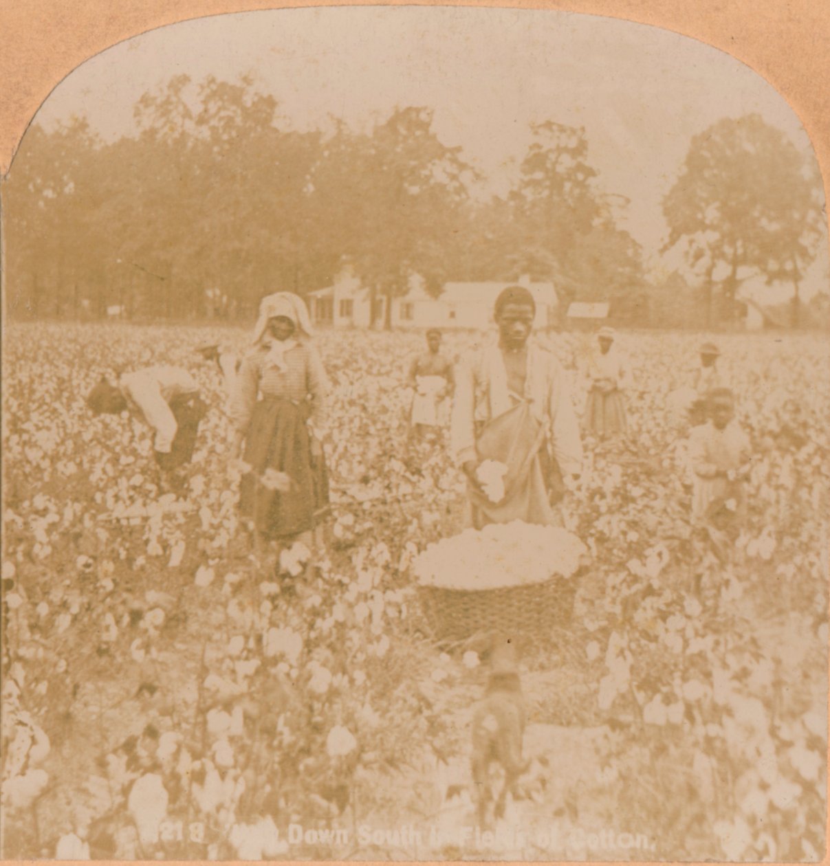 Puuvillan poiminta., c1900 tekijältä Unbekannt