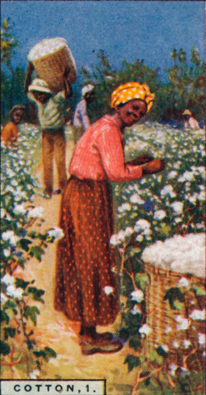 Cotton, 1. - Picking Seed Cotton, W. Intia, 1928 tekijältä Unbekannt