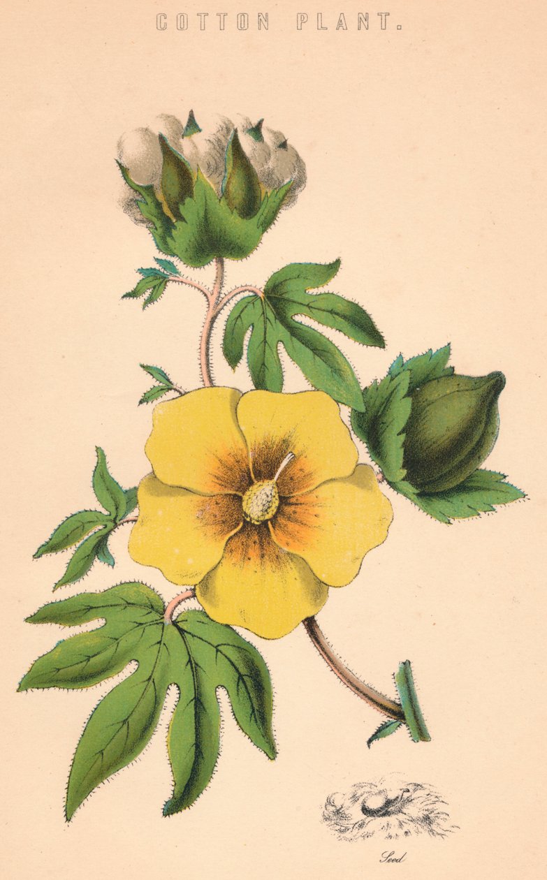 Puuvillatehdas, 1800-luku tekijältä Unbekannt