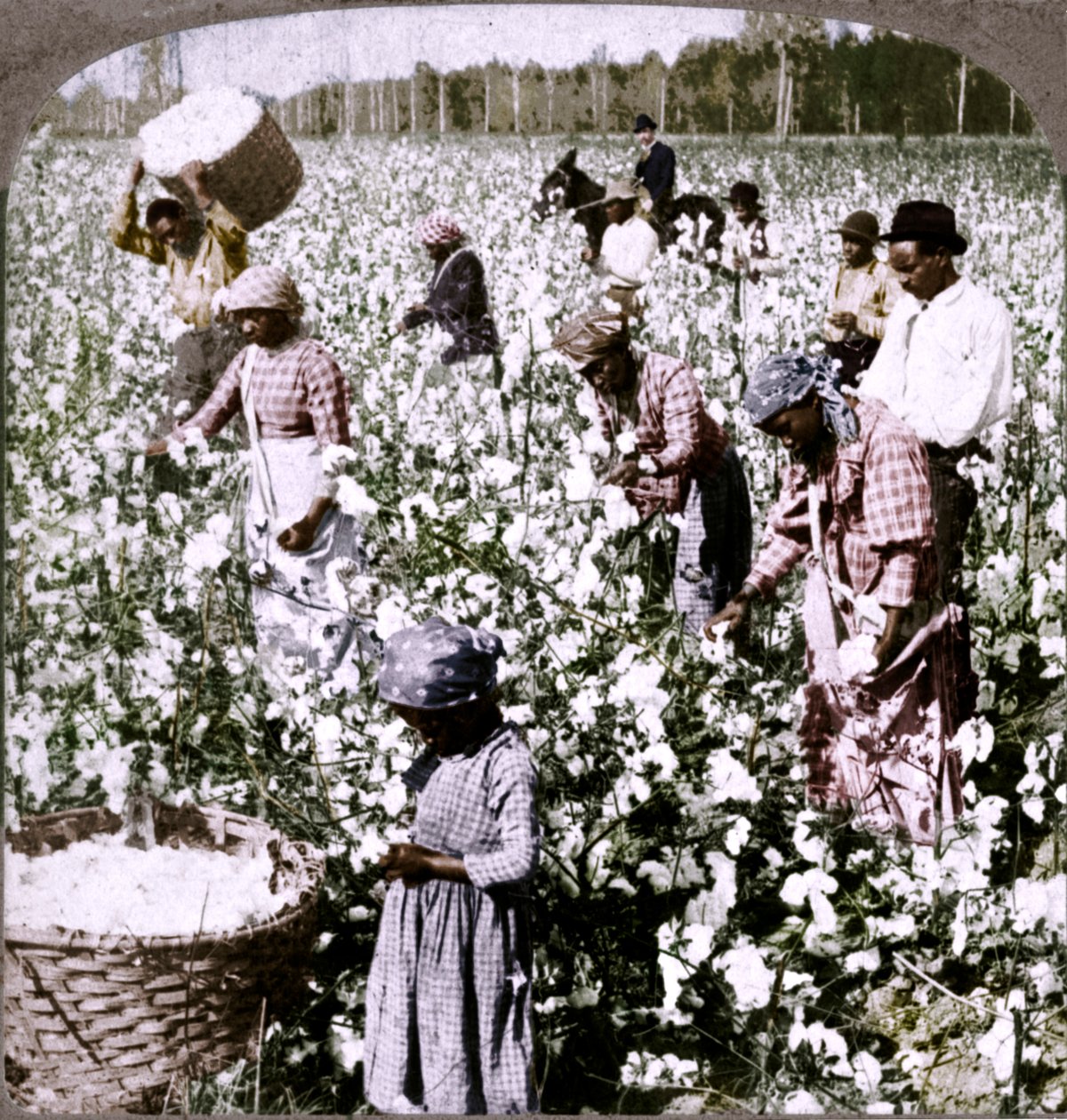 Puuvilla on kuningas - istutuskohtaus poimijoiden kanssa töissä. Georgia, 1900 tekijältä Unbekannt