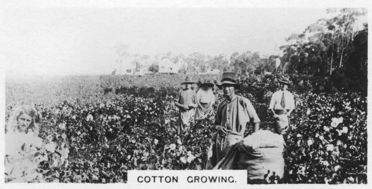 Puuvillan poiminta, Australia, 1928 tekijältä Unbekannt