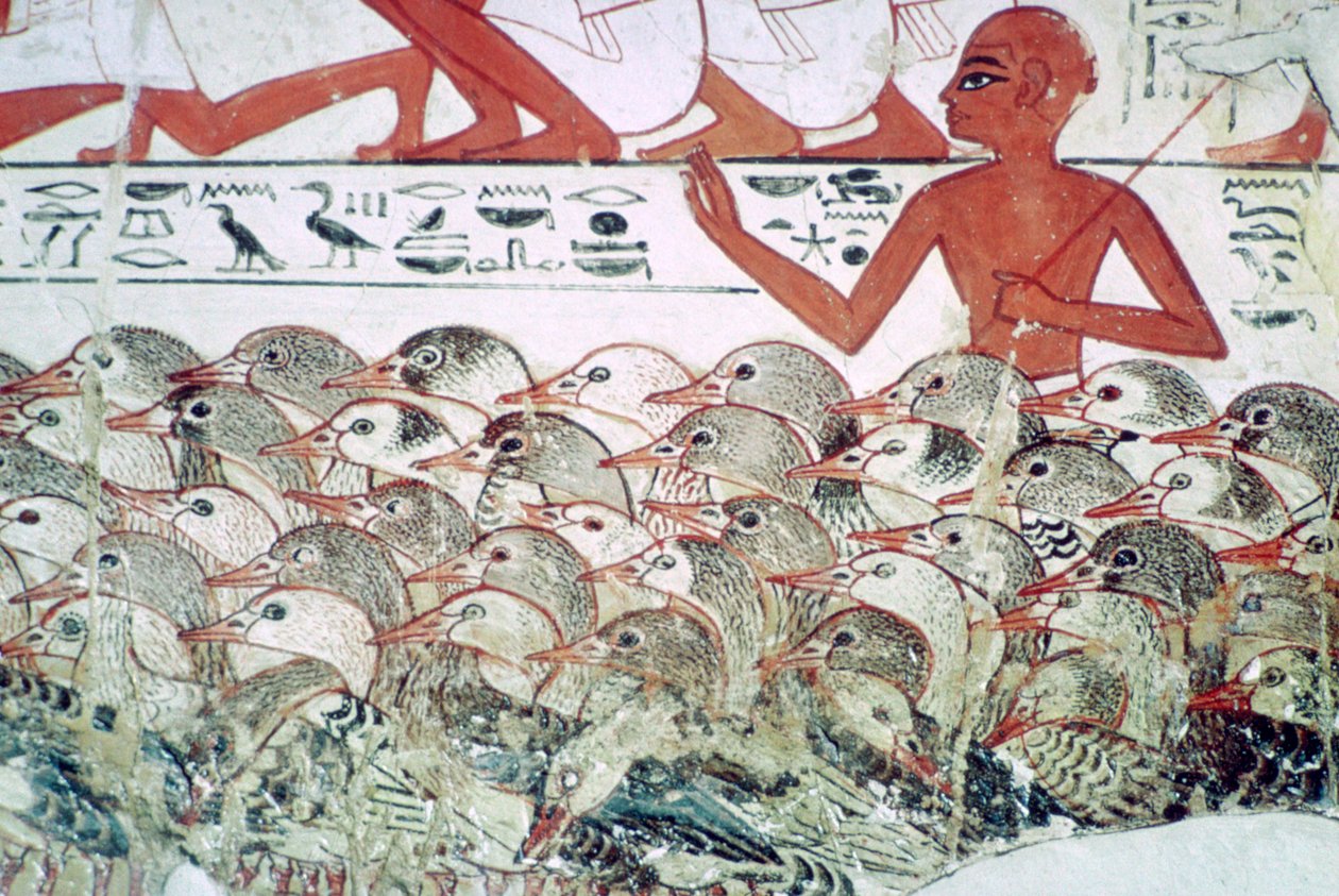 Hanhien laskeminen: katkelma seinämaalauksesta Nebamunin haudasta, Thebes, Egypti, n. 1350 eaa. tekijältä Unbekannt