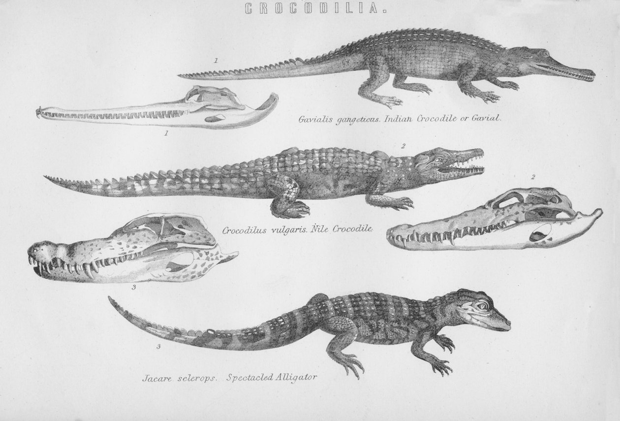 Krokotiilia, 1800-luku. tekijältä Unbekannt