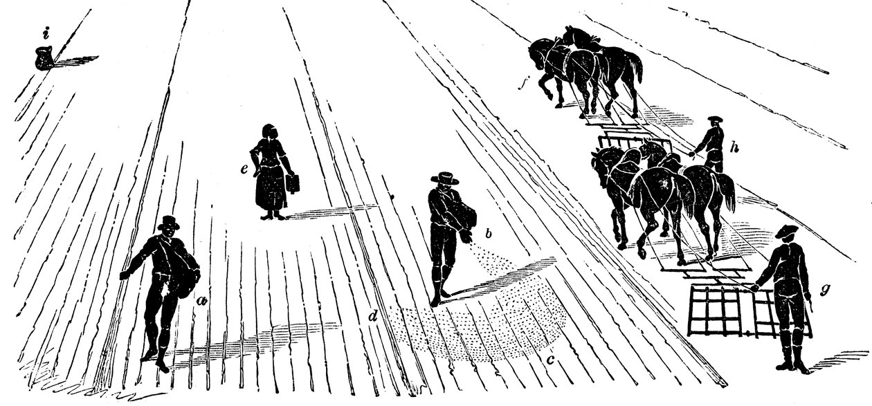 Viljelykierto: maissin kylvö ja äestys, 1855 tekijältä Unbekannt