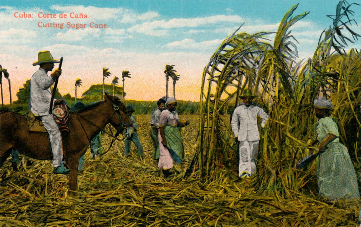 Kuuba: Corte de Cana. Sokeriruo