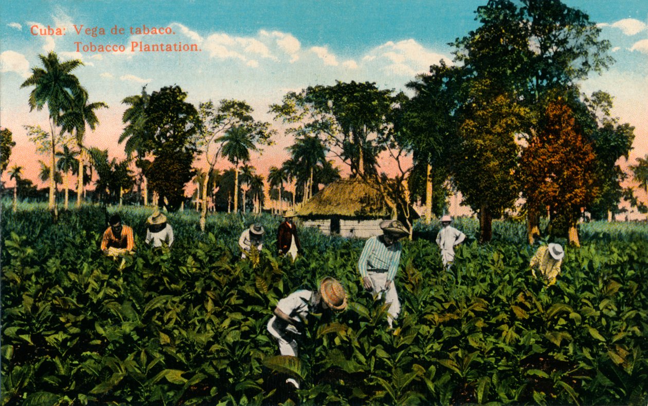 Kuuba: tupakan vega. Tobacco Plantation, c1900 tekijältä Unbekannt