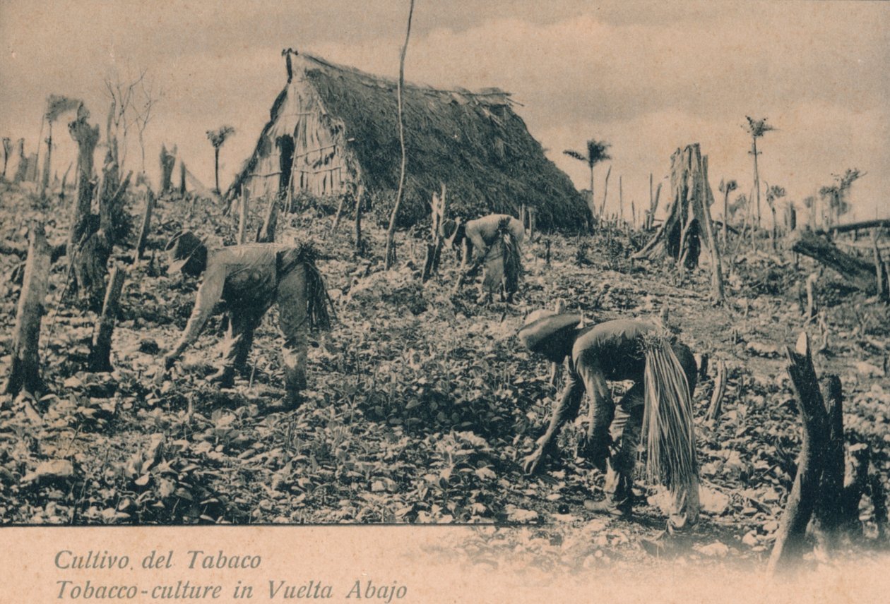 Tupakan viljely. Tupakka-kulttuuri Vuelta Abajossa, 1900 tekijältä Unbekannt
