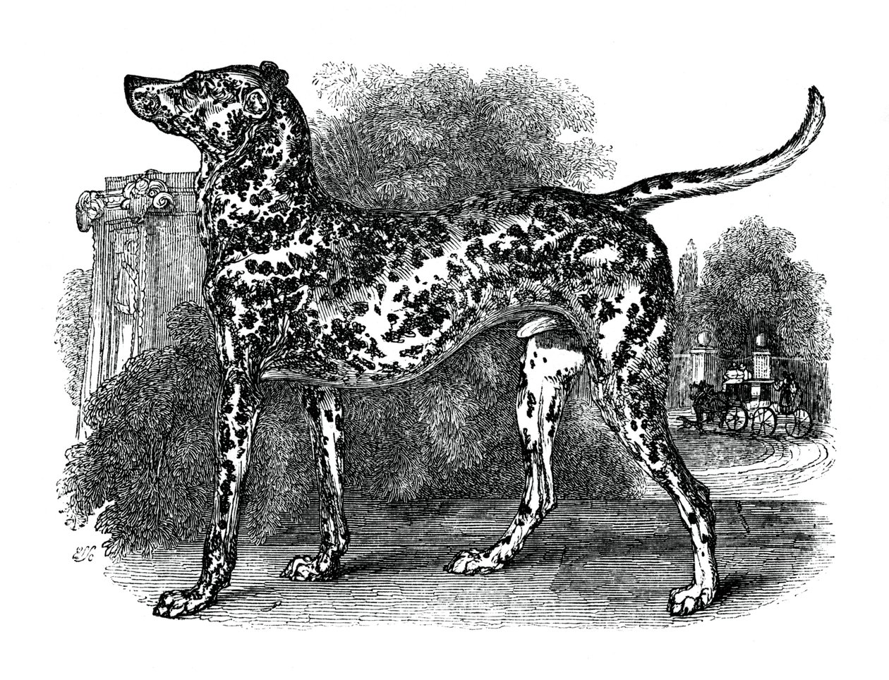 Dalmatialainen koira, 1848 tekijältä Unbekannt