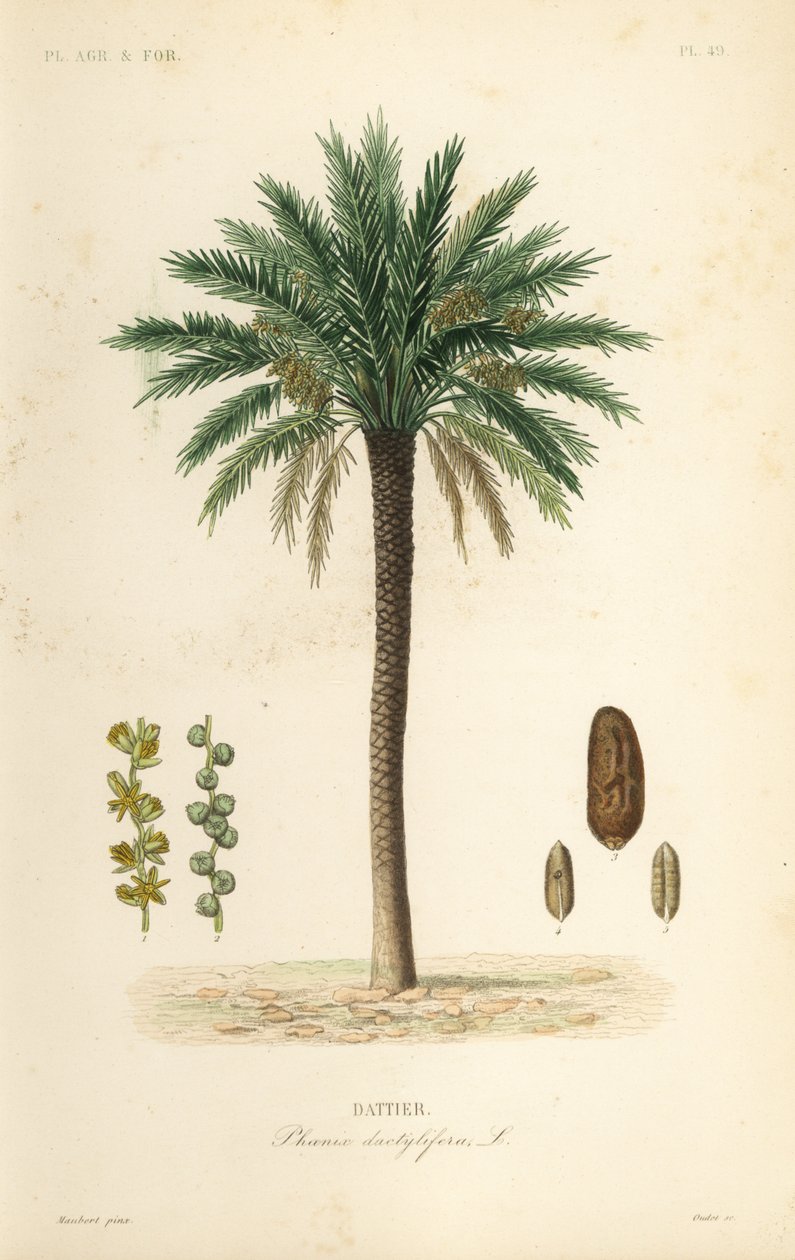 Taatelipalmu, Phoenix dactylifera, Dattier tekijältä Unbekannt