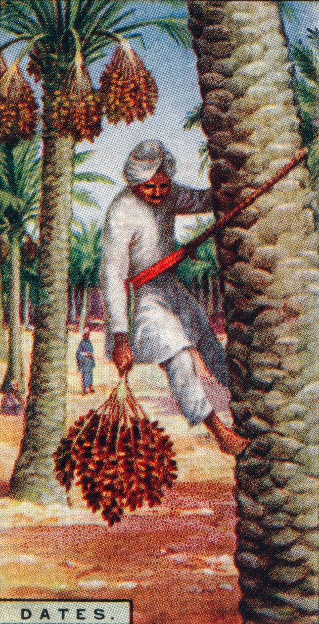 Päivämäärät. - Gathering the Fruit, IN. Afrikka, 1928 tekijältä Unbekannt