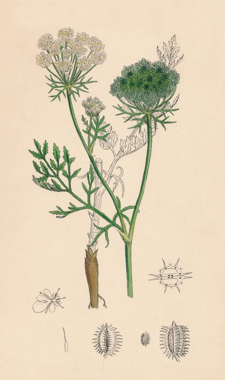 Daucus Carota. Villi porkkana, 1800-luku tekijältä Unbekannt