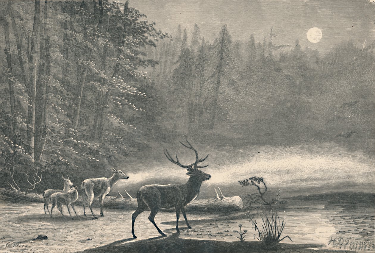 Deer St. Regis -järvellä yöllä 1883 tekijältä Unbekannt