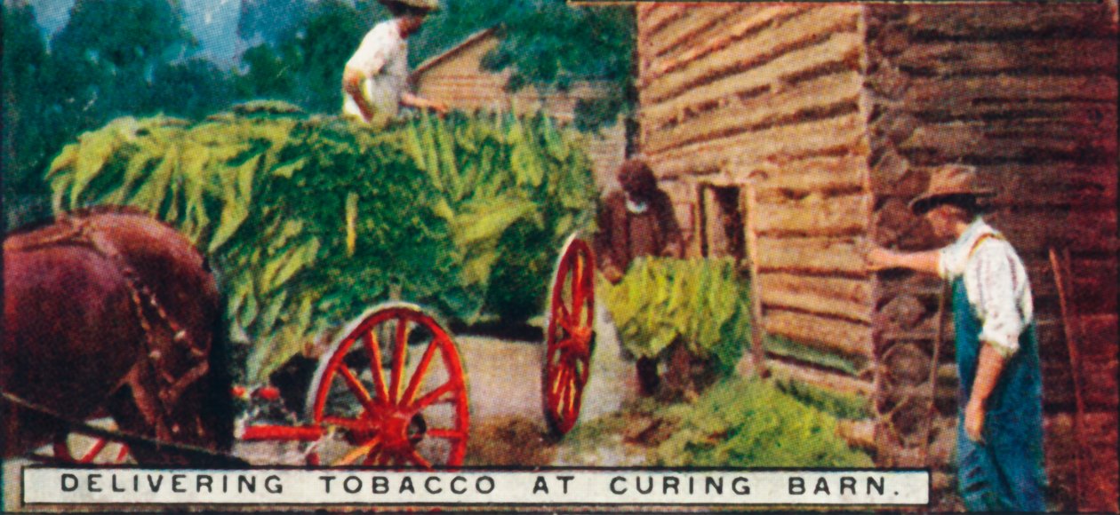 Tupakan toimittaminen Curing Barnissa, 1926 tekijältä Unbekannt