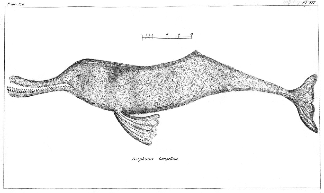 Delphinus Ganges Ganges-joen delfiini, 1799 tekijältä Unbekannt