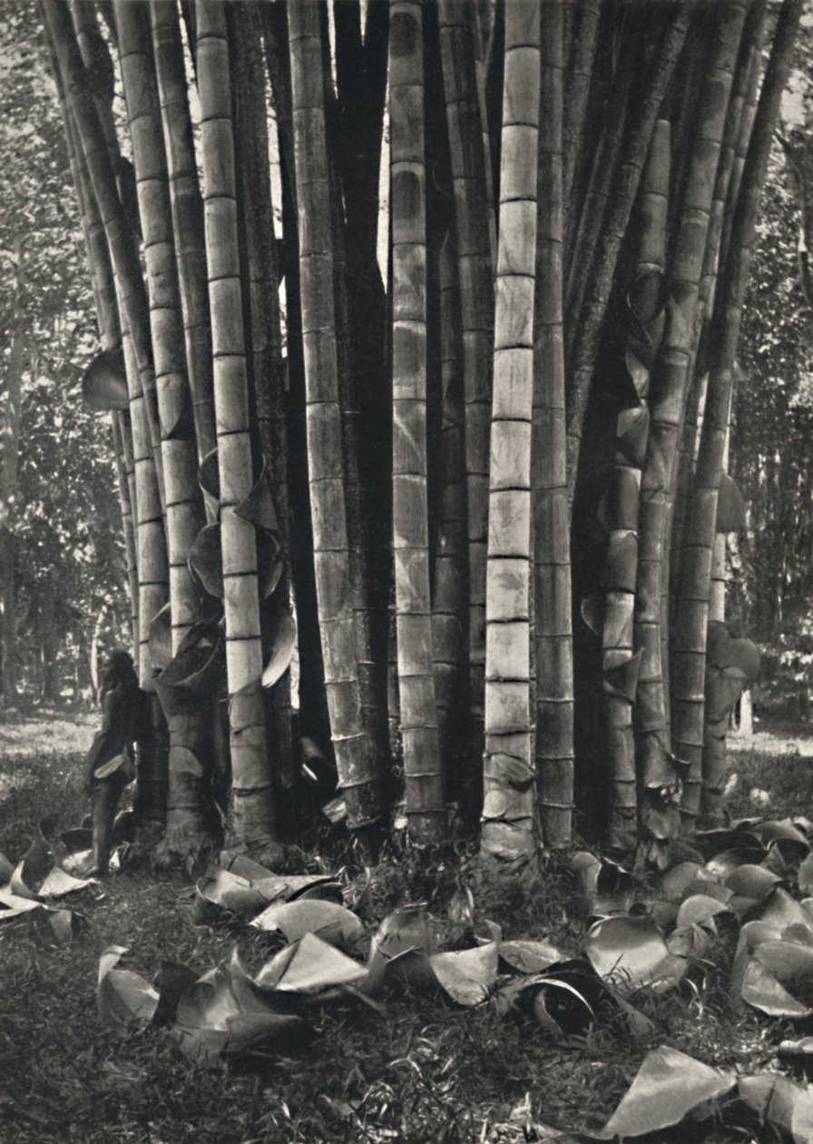Peradeniyassa sijaitsevan jättimäisen bambukasvin varren alaosa, 1926 tekijältä Unbekannt