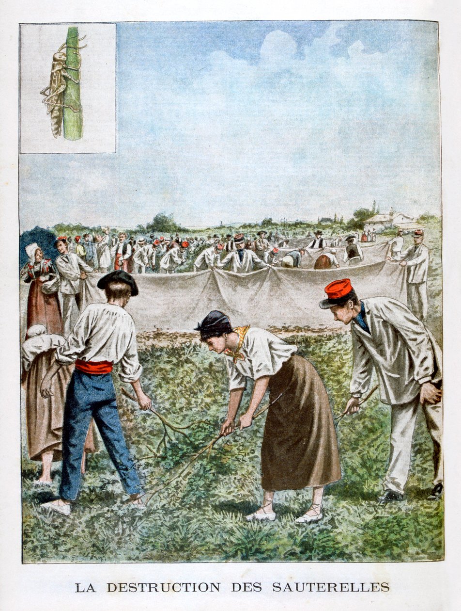 Heinäsirkan tuhoaminen, 1901 tekijältä Unbekannt
