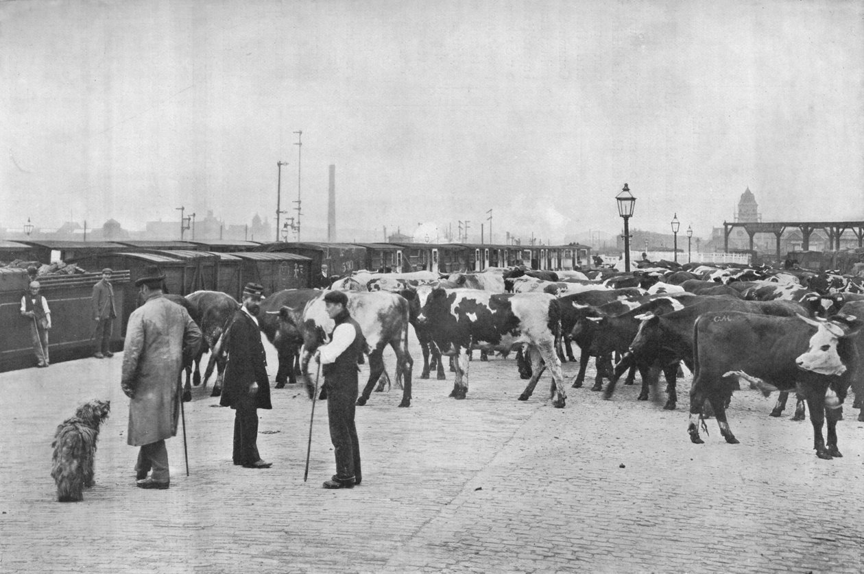 Nautakarjan kouluttaminen, LNWR-varasto, York Road, Lontoo, c1903 1903 tekijältä Unbekannt