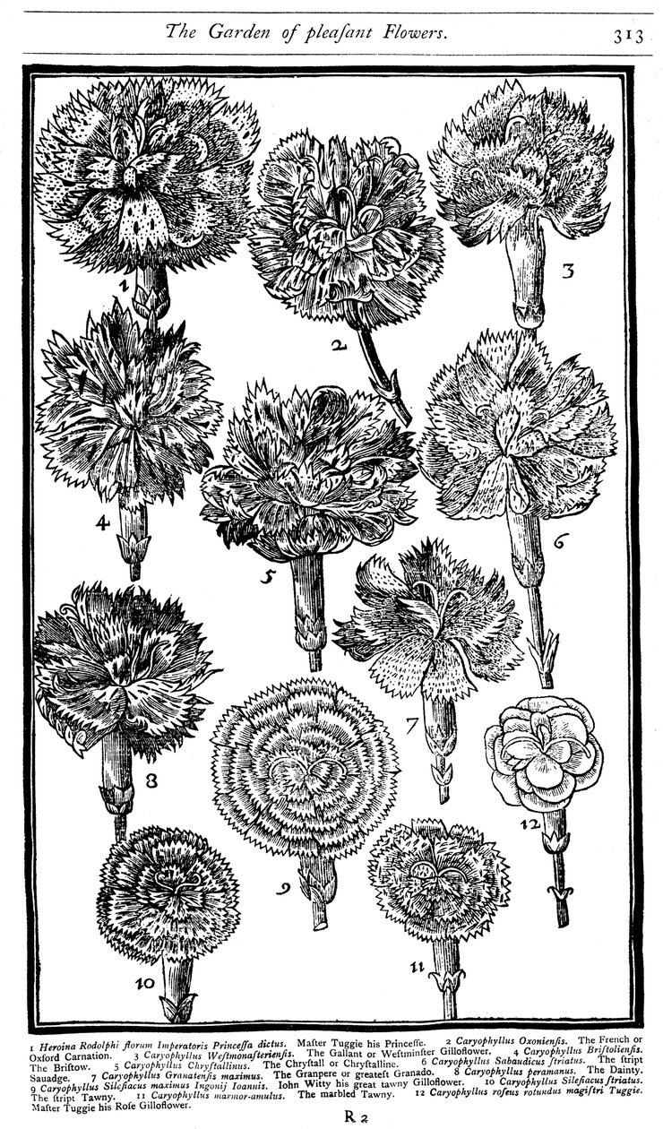 Dianthus Neilikat ja vaaleanpunaiset, 1629 tekijältä Unbekannt