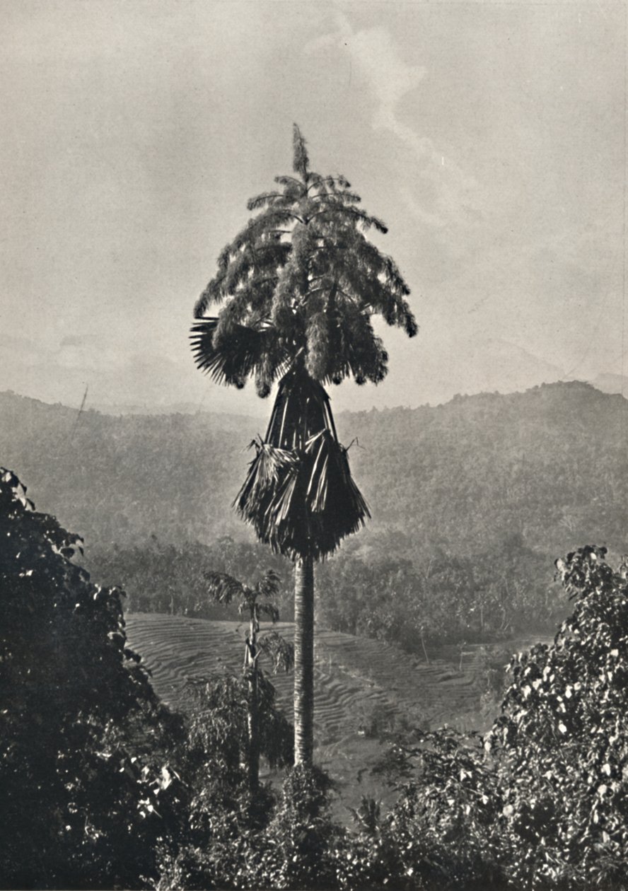 Talipot Palm Corypha umbraculifera kukassa, 1926 tekijältä Unbekannt