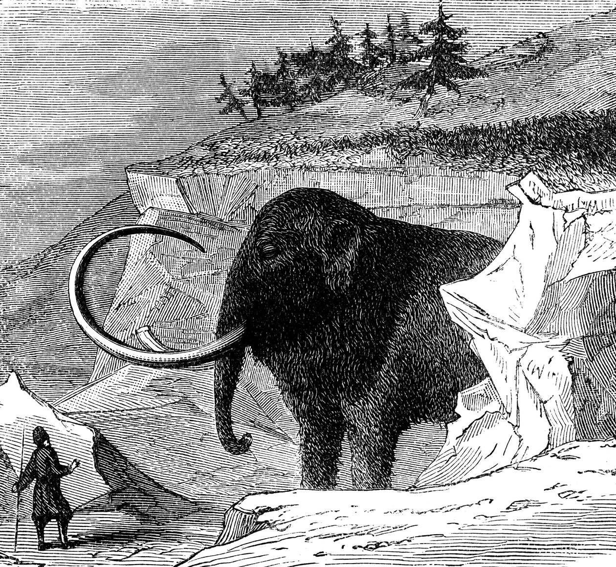 Villamammutin löytö, 1779 c1870 tekijältä Unbekannt