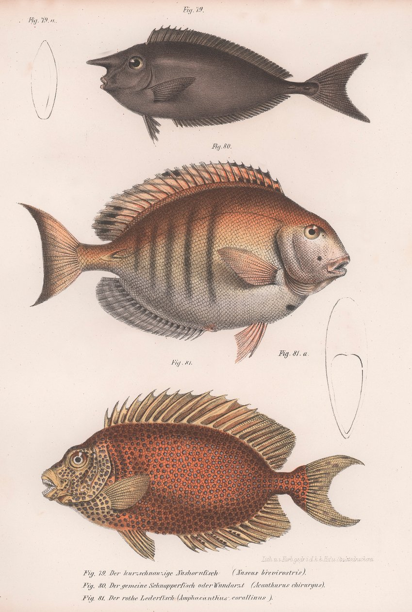 Doctorfish Tang, Snapper, Lyhytkuoroinen yksisarvinen tekijältä Unbekannt