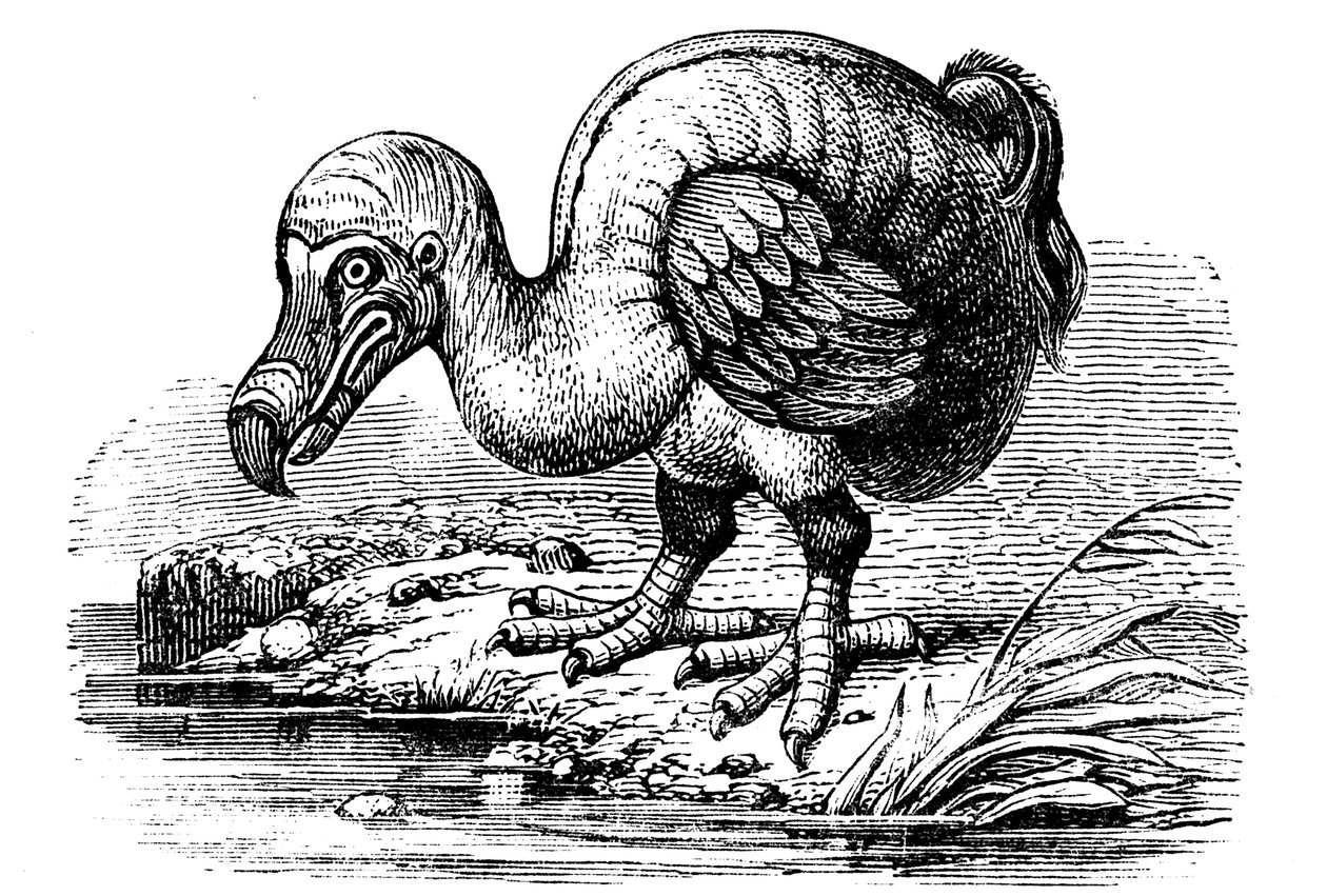 Dodo, 1884 tekijältä Unbekannt