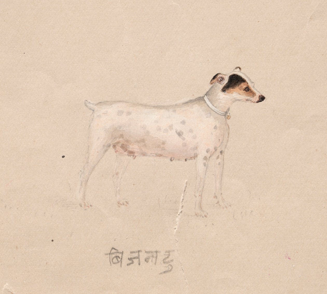 Koira, 1800-luku. tekijältä Unbekannt
