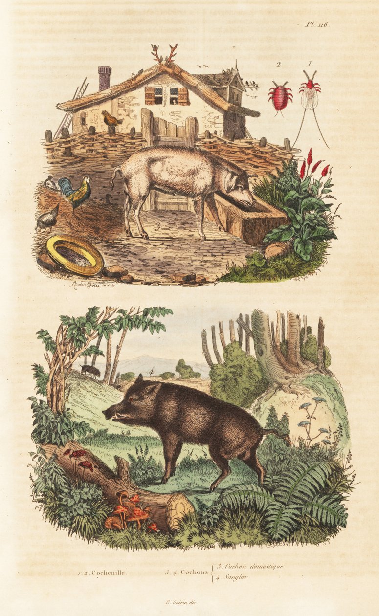 Kotisika, Sus scrofa domesticus 3, villisika, Sus scrofa 4 ja kokinilikuoriainen, Dactylopius coccus 1,2 tekijältä Unbekannt