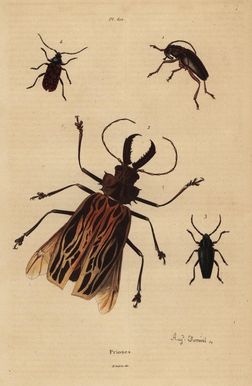 Dorysthenes paradoxus 1, Macrodontia cervicornis, haavoittuva 2, Elateropsis lineatus 3 ja Prionus versicolor 4 tekijältä Unbekannt