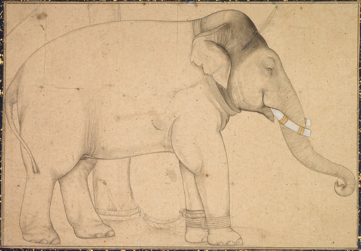 Piirustus norsusta, c. 1700. tekijältä Unbekannt