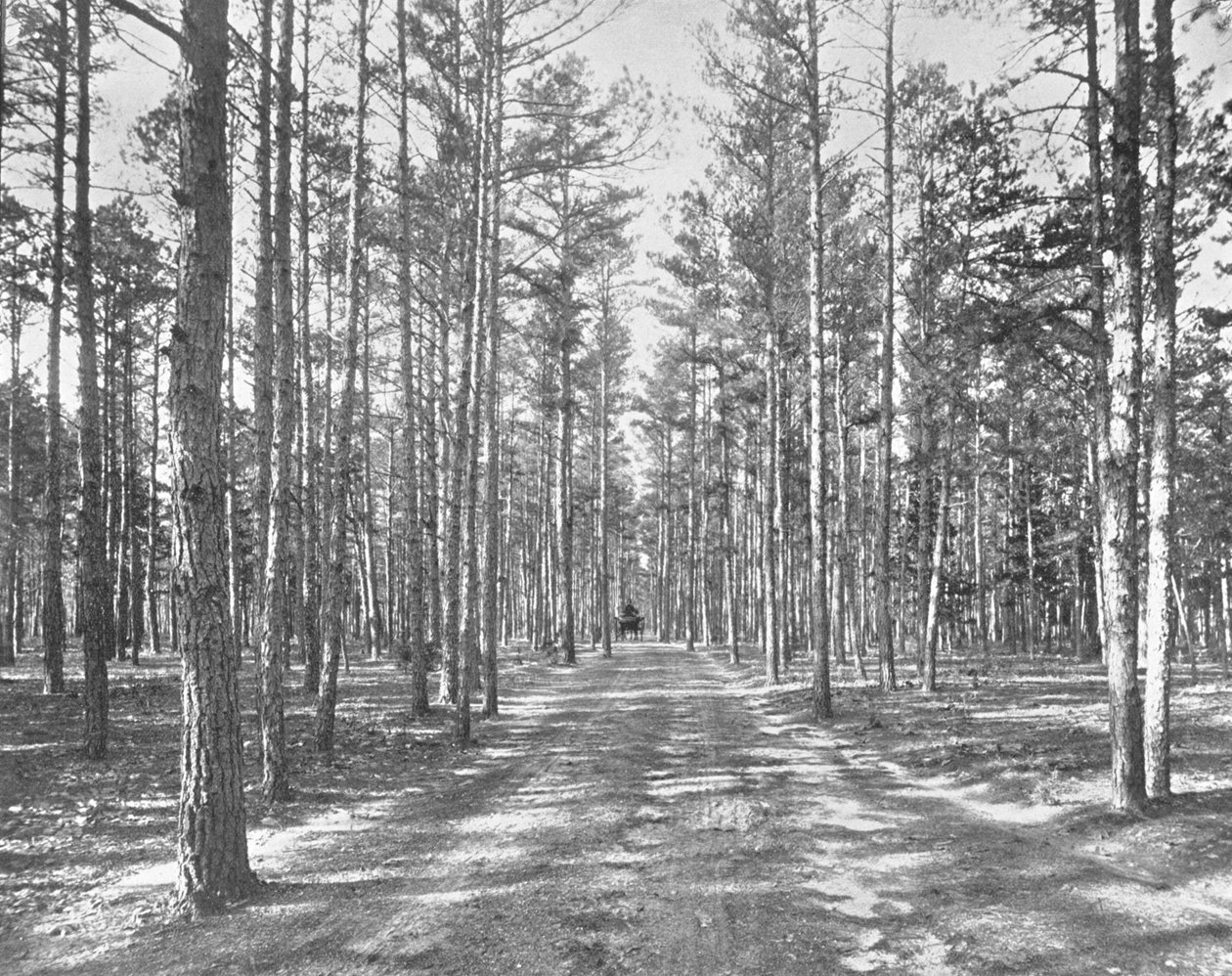Aja Piney Woods Parkissa, Lakewoodissa, New Jerseyssä, Yhdysvalloissa, c1900. tekijältä Unbekannt