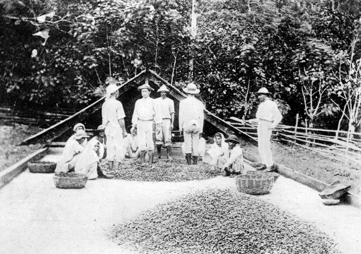 Kaakaon kuivaus, Trinidad, 1900-luku tekijältä Unbekannt