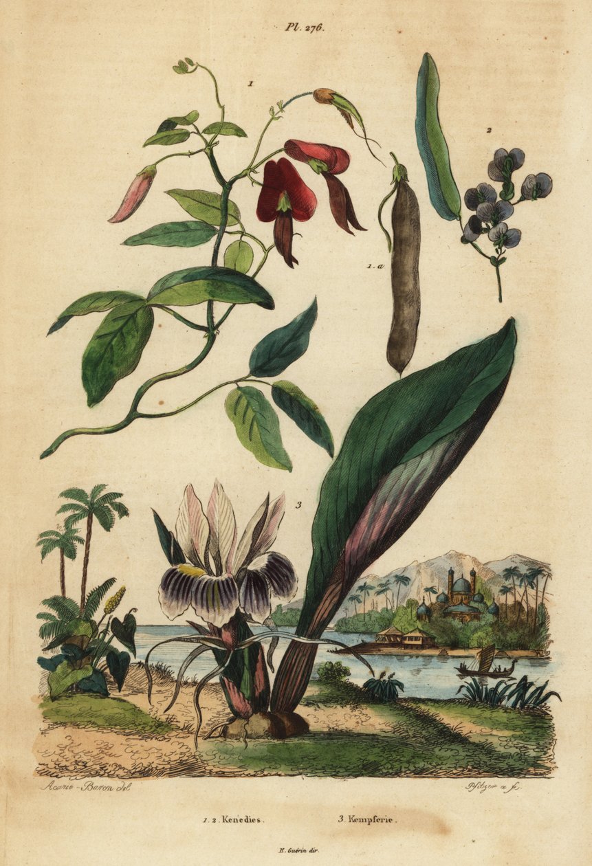 Dusky-koralliherne, Kennedia rubicunda 1, väärä sarsaparilla, Hardenbergia violacea 2 ja mustahorm tekijältä Unbekannt