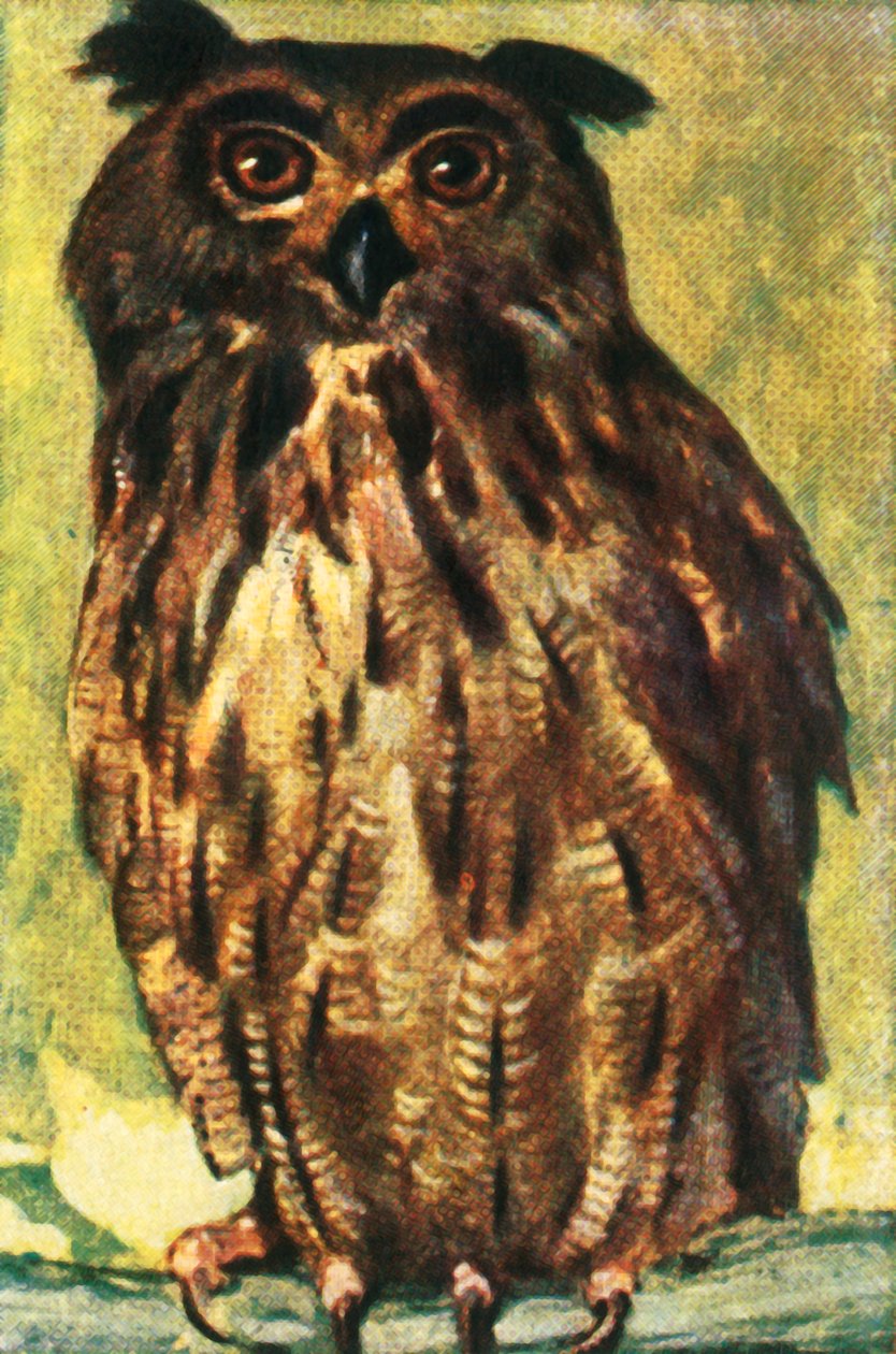 Pöllö, v1928. tekijältä Unbekannt