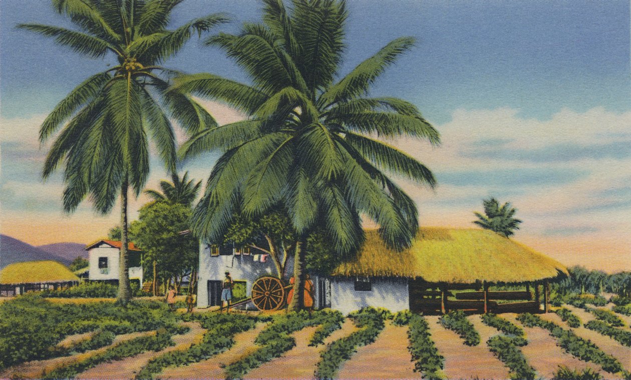 East Indian Huts, Trinidad, B.W.I., 1940-luku. tekijältä Unbekannt