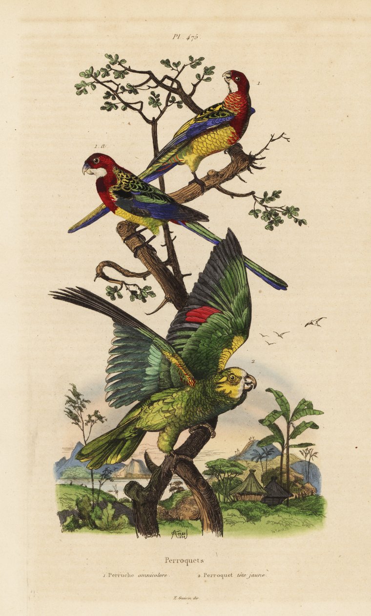 Itäinen rosella, Platycercus kokeet ja keltakruunuinen amatsonia, Amazona ochrocephala tekijältä Unbekannt