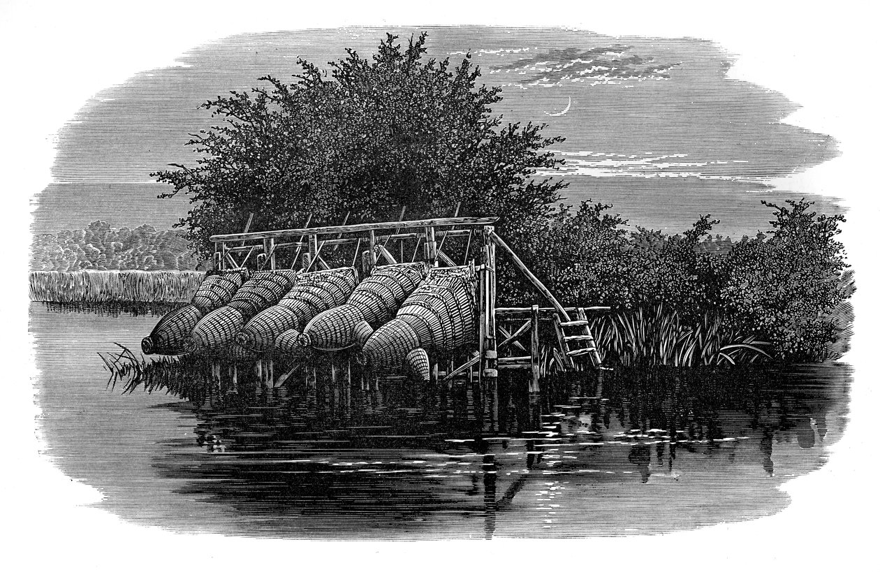 Ankeriasbucks Thamesilla, 1800-luku tekijältä Unbekannt
